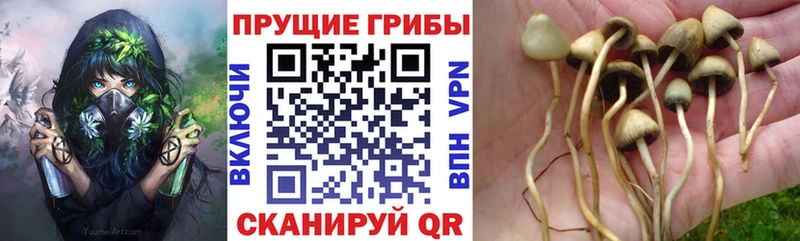 где найти наркотики  Иноземцево  Псилоцибиновые грибы Psilocybe 